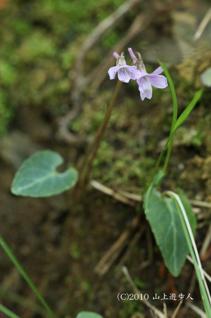 マウスホイールで拡大