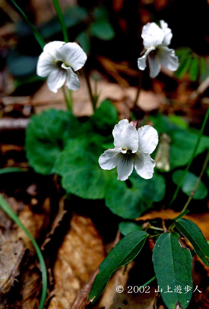 マウスホイールで拡大