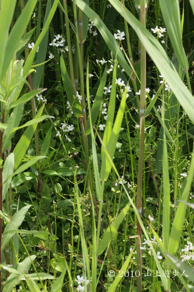 マウスホイールで拡大