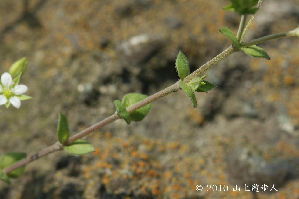 マウスホイールで拡大