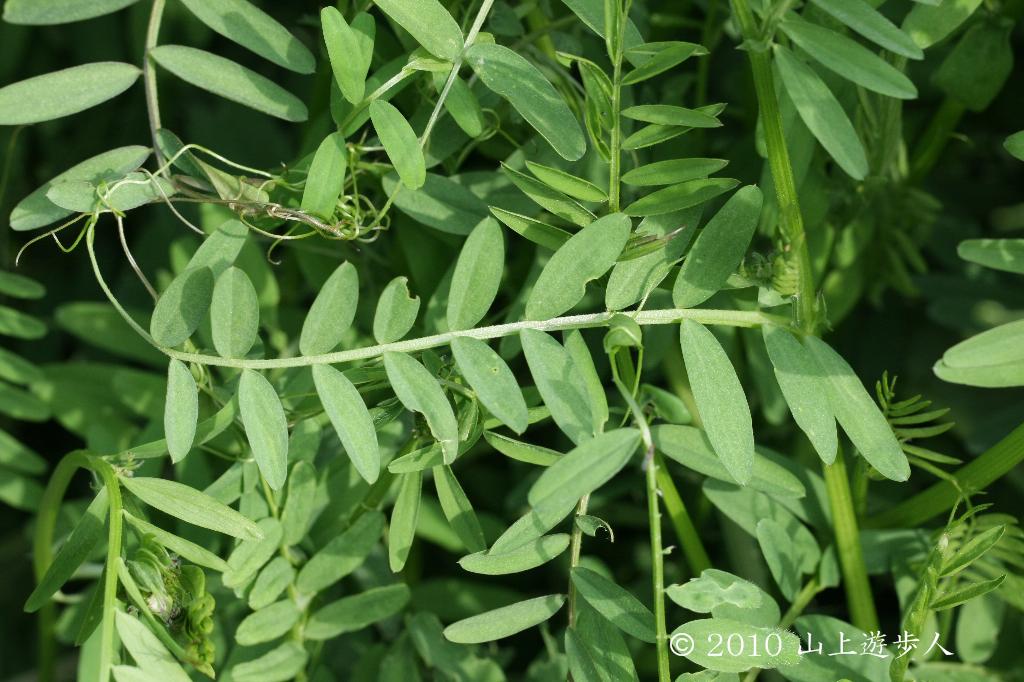 マウスホイールで拡大