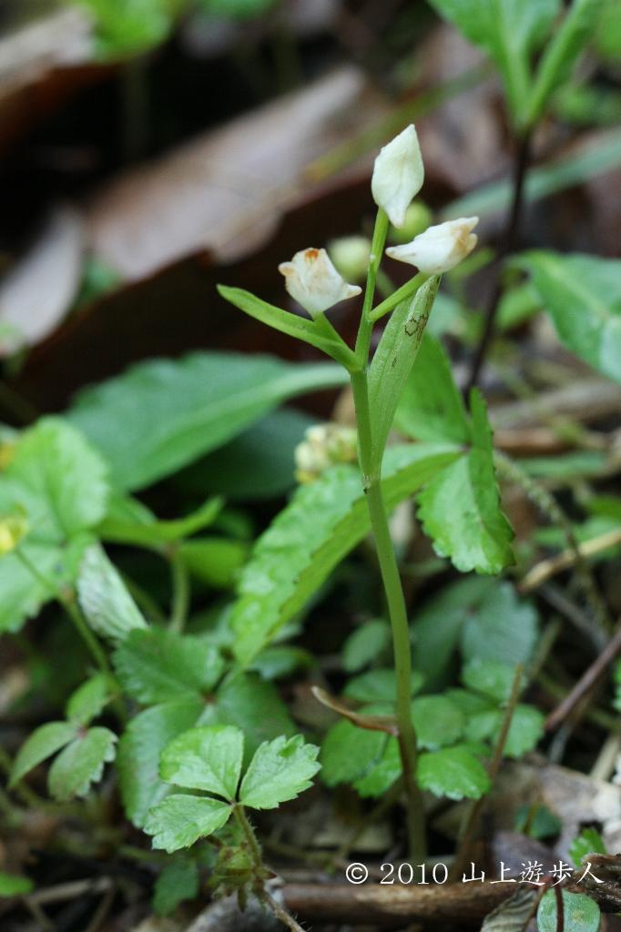 マウスホイールで拡大