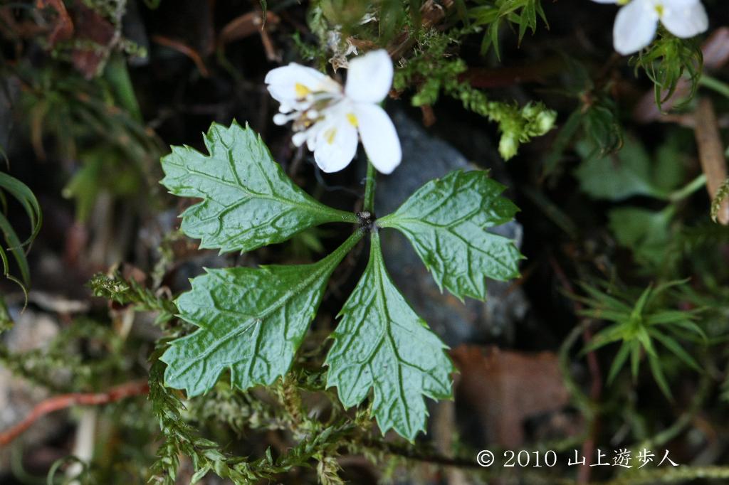 マウスホイールで拡大