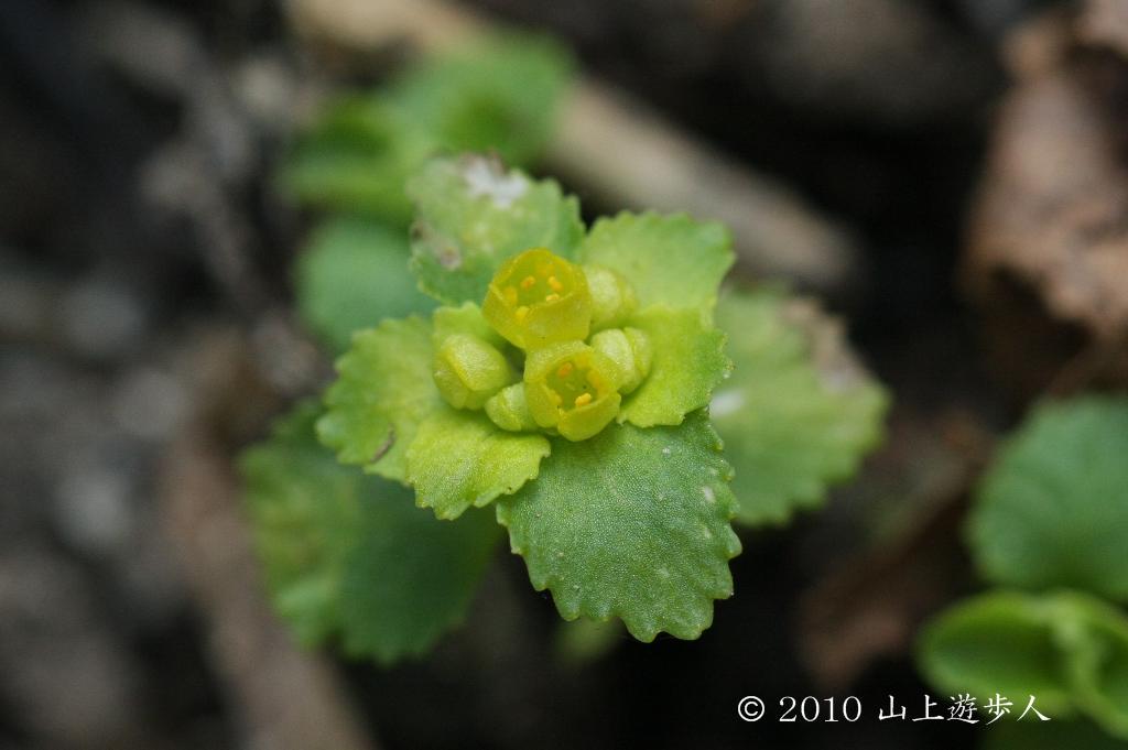 マウスホイールで拡大