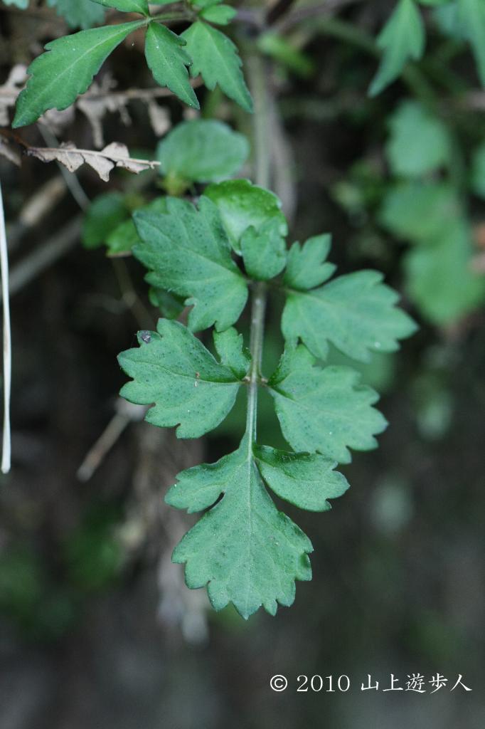 マウスホイールで拡大