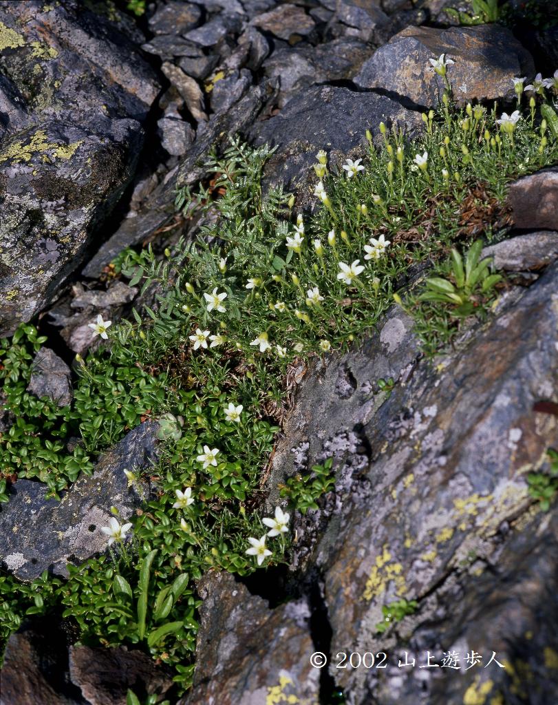 マウスホイールで拡大