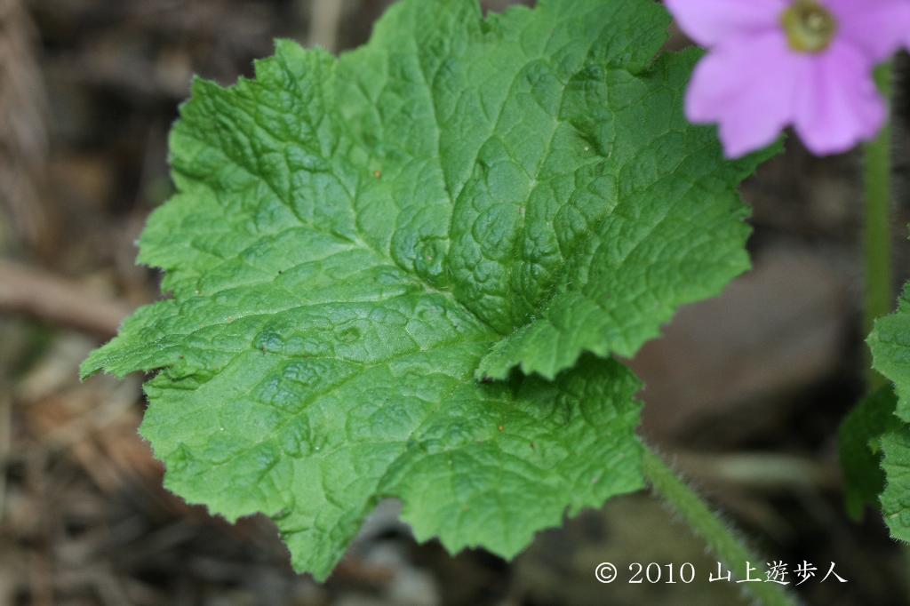 マウスホイールで拡大