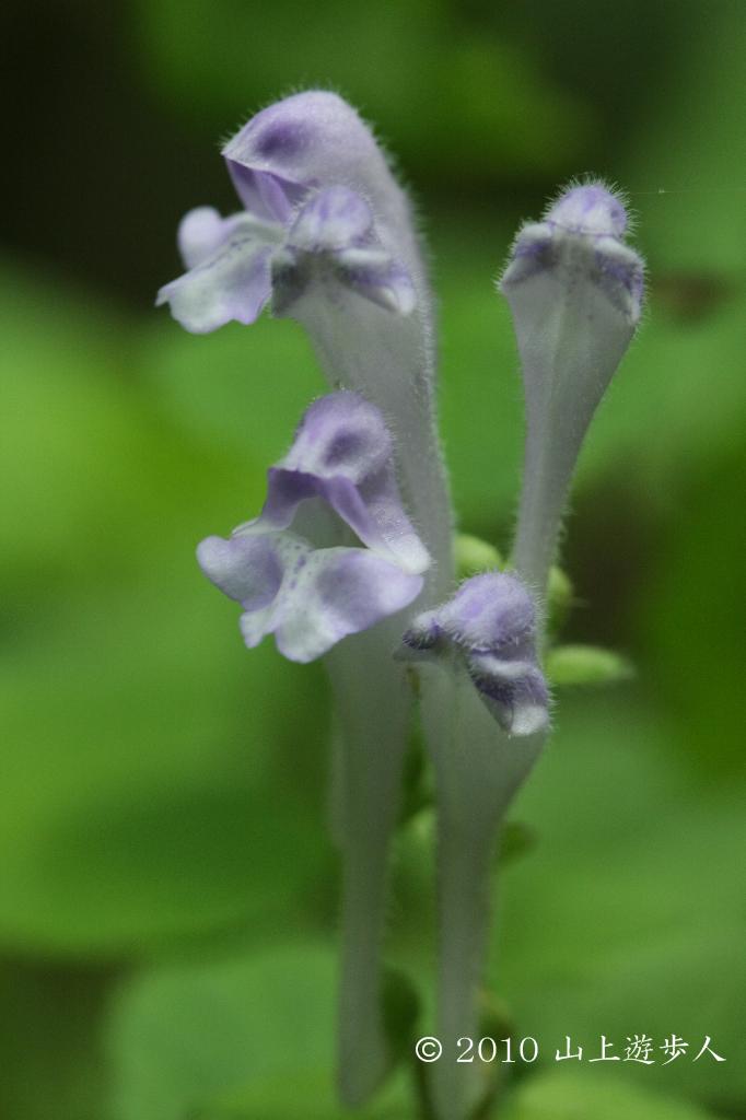 マウスホイールで拡大