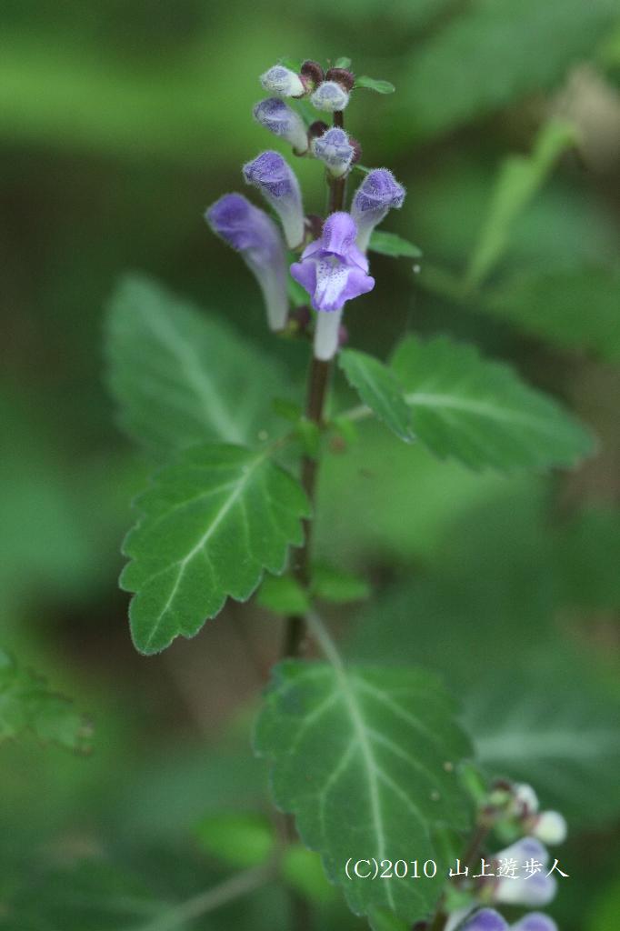 マウスホイールで拡大