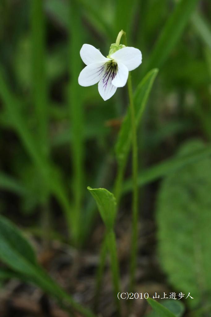 マウスホイールで拡大