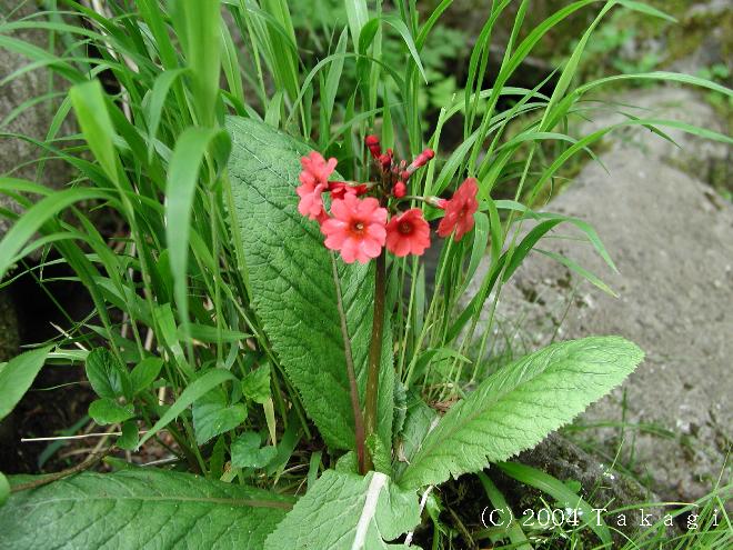 マウスホイールで拡大