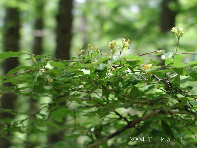 マウスホイールで拡大