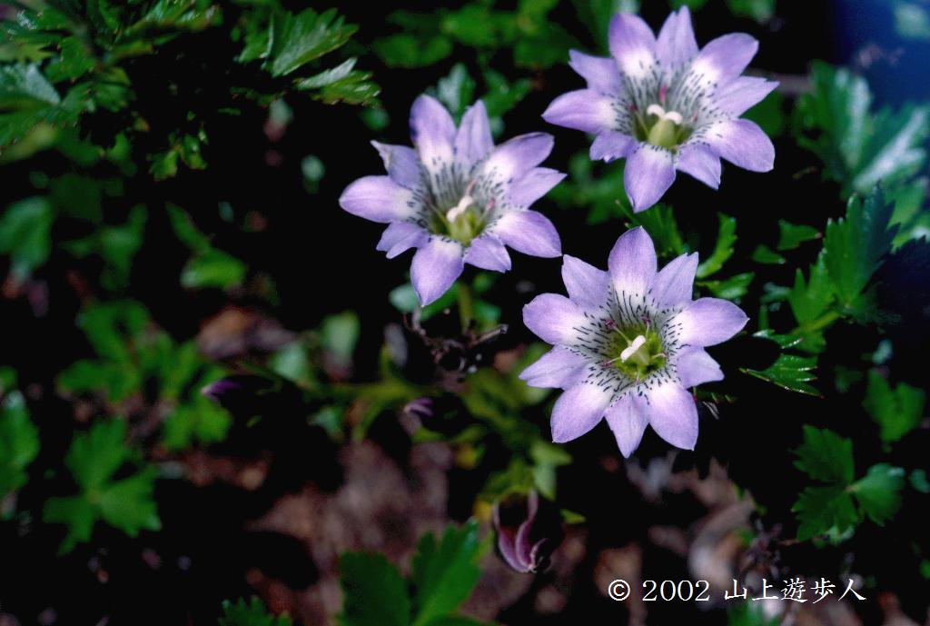 マウスホイールで拡大