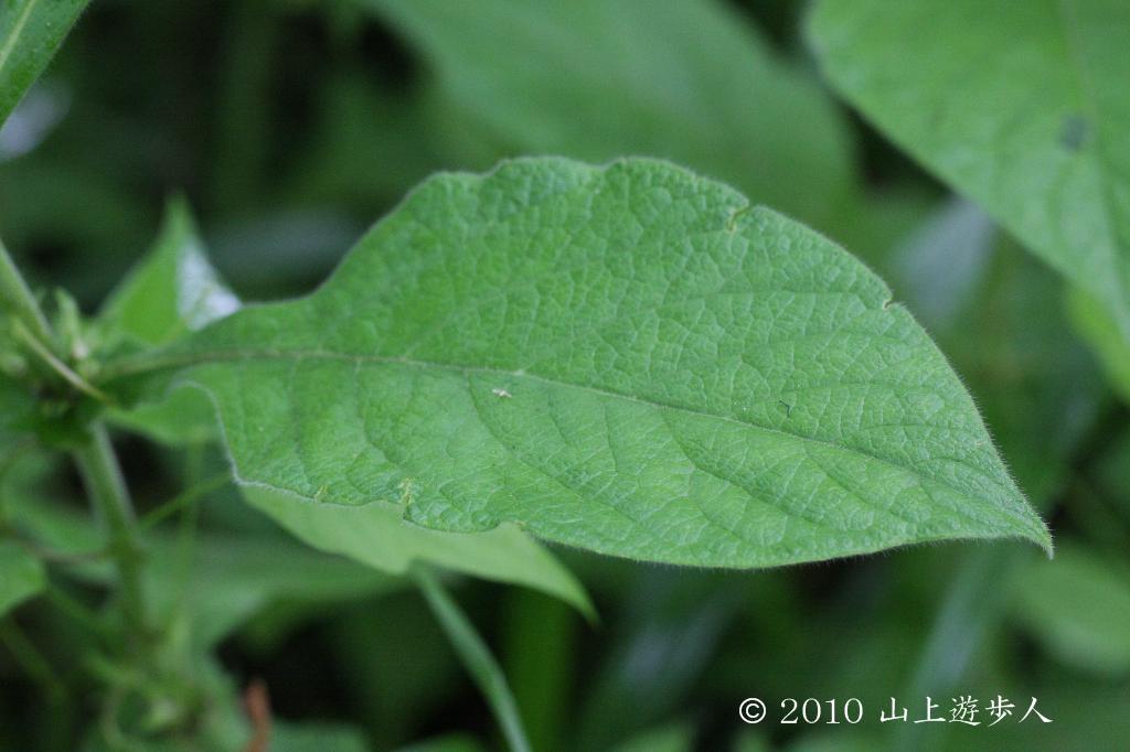 マウスホイールで拡大