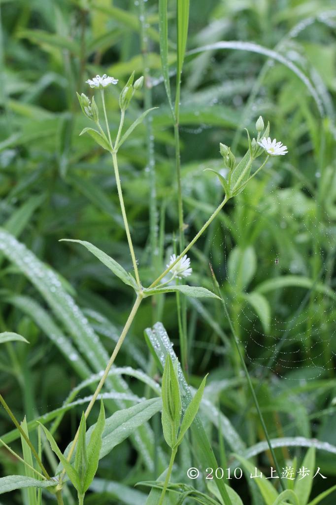 マウスホイールで拡大