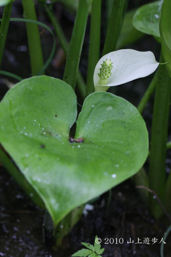 マウスホイールで拡大