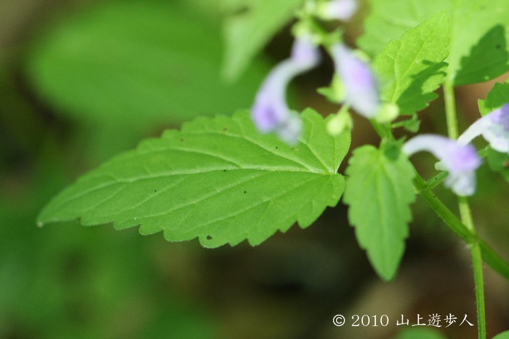 マウスホイールで拡大