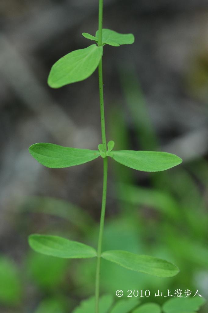 マウスホイールで拡大