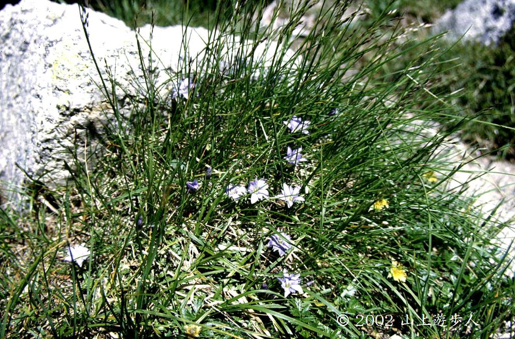 マウスホイールで拡大