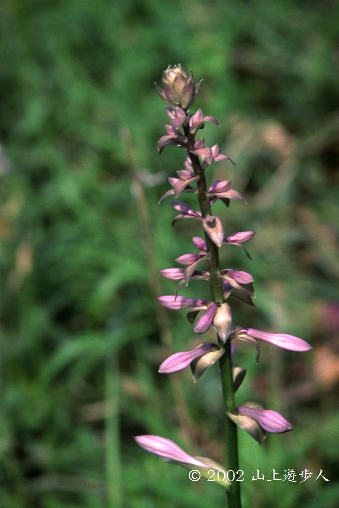 マウスホイールで拡大