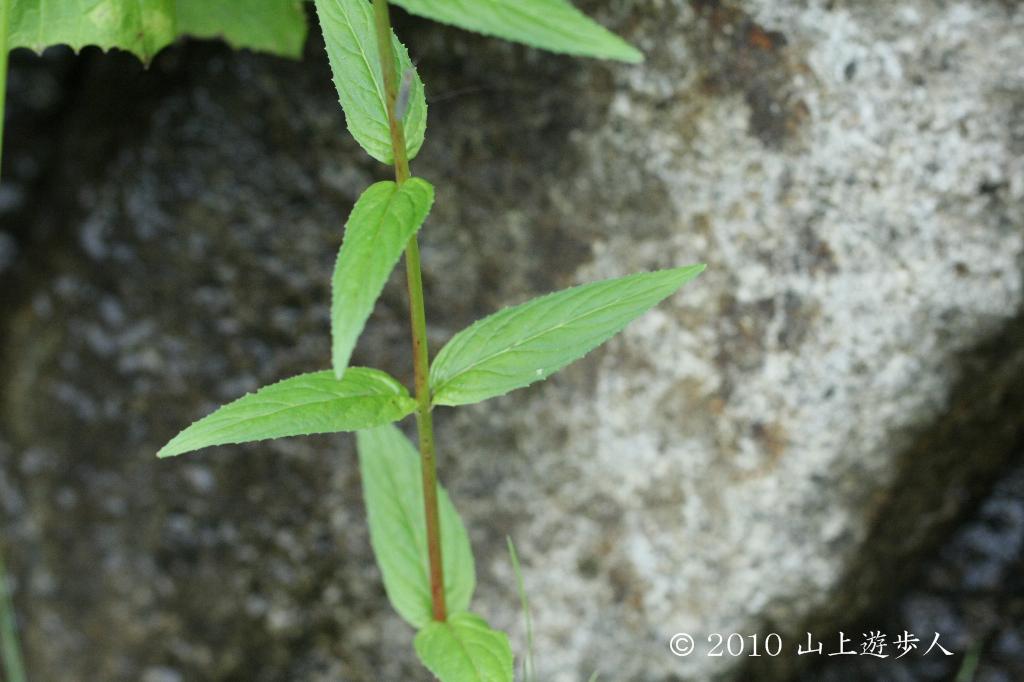 マウスホイールで拡大