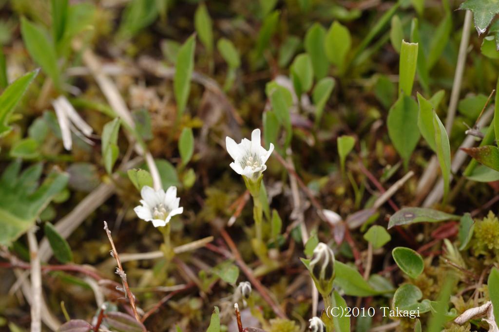 マウスホイールで拡大