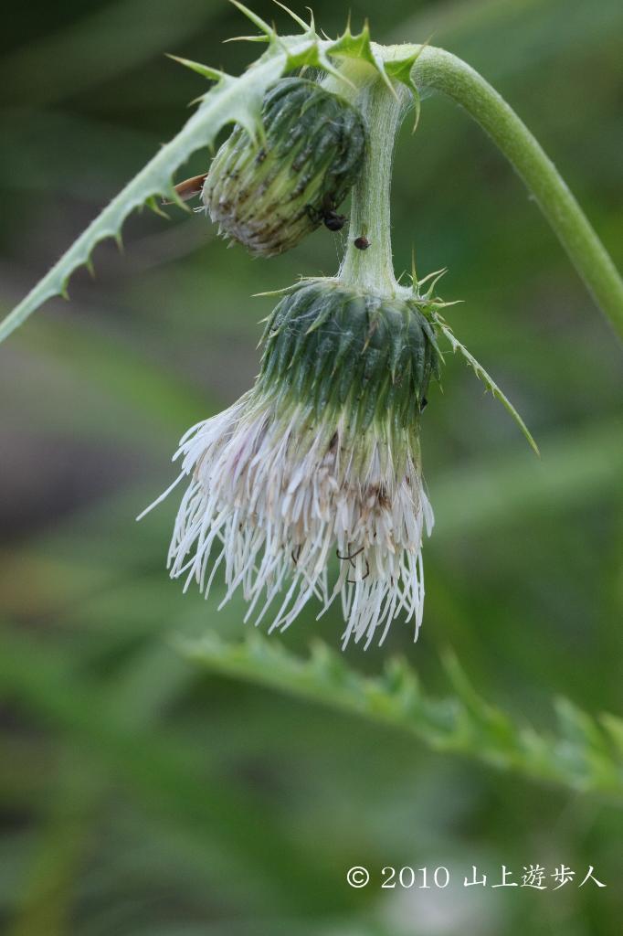 マウスホイールで拡大