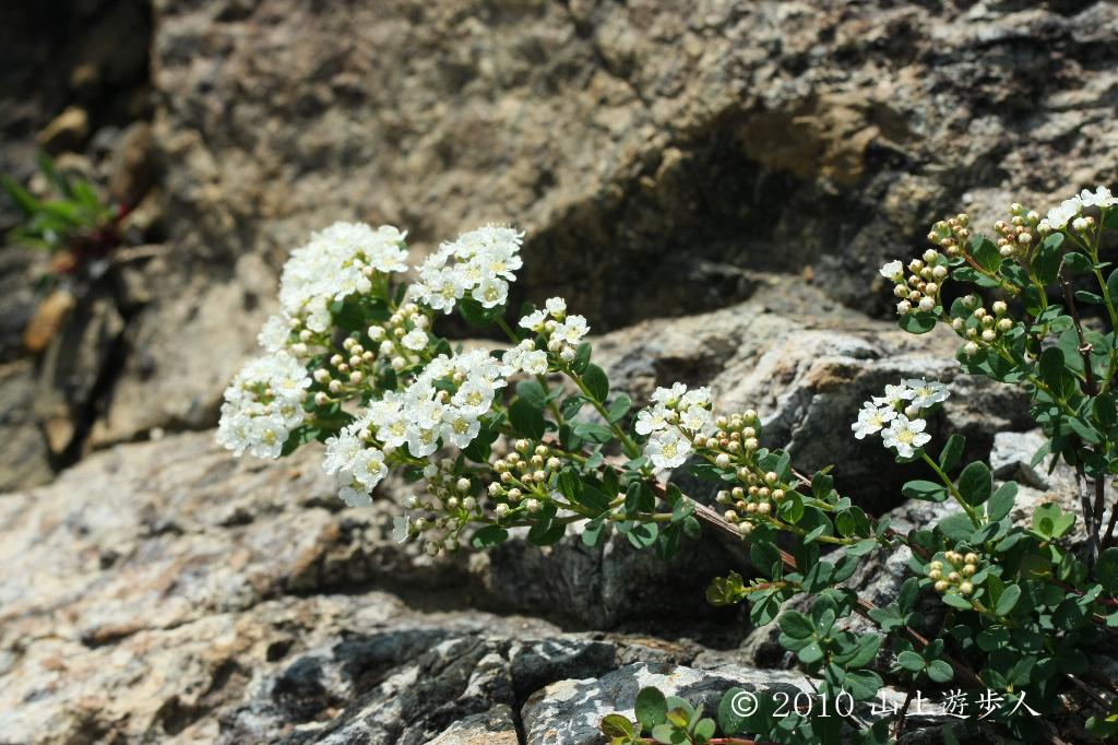 マウスホイールで拡大