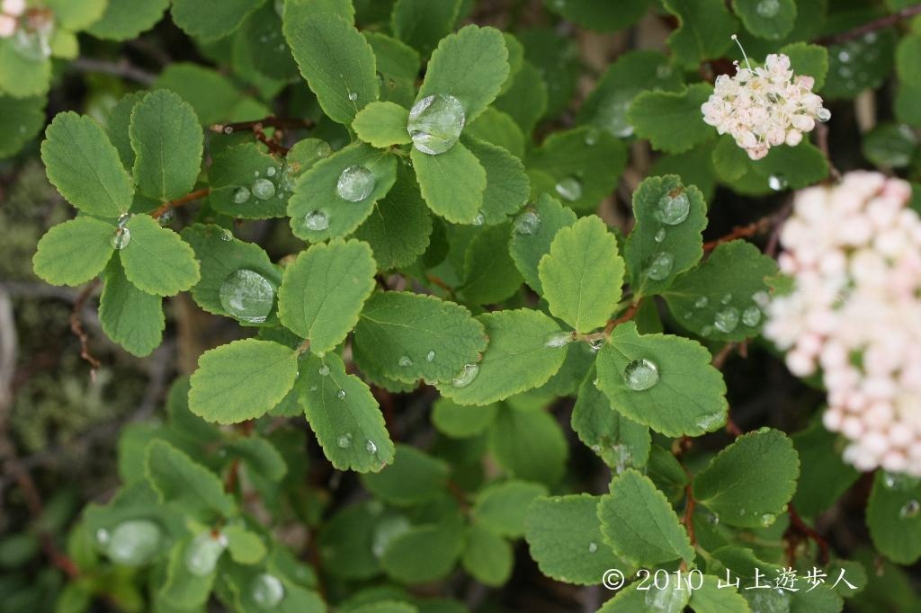 マウスホイールで拡大