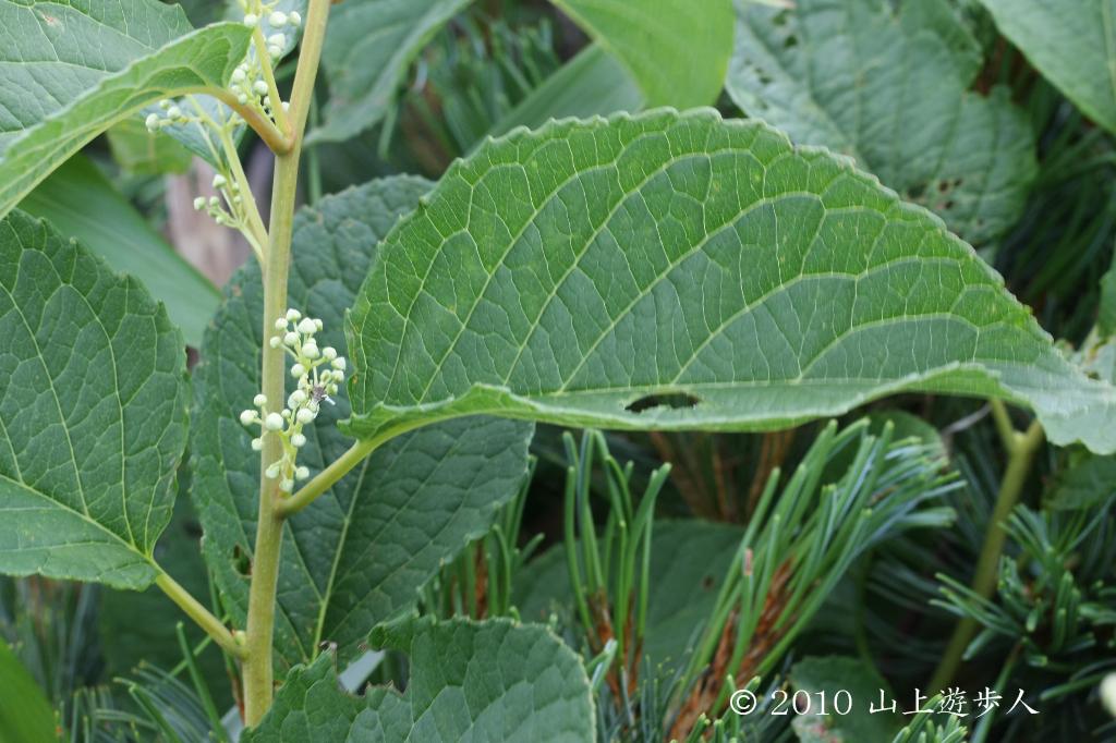 マウスホイールで拡大