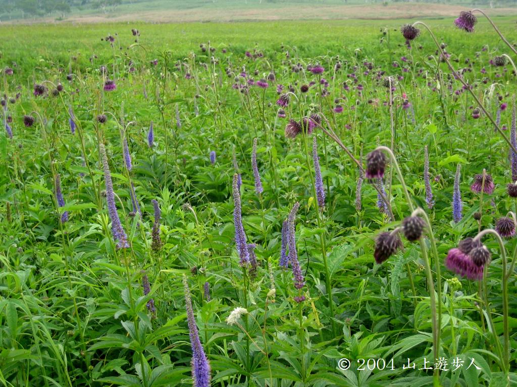 マウスホイールで拡大