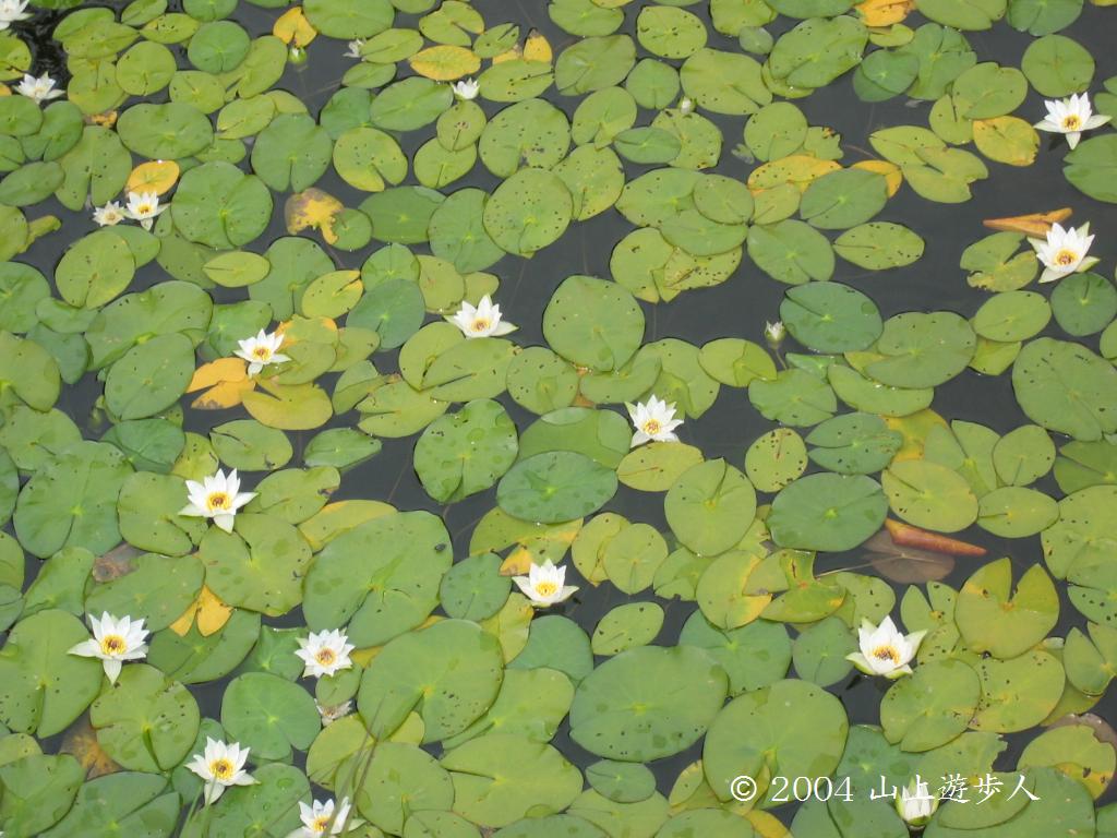 エゾベニヒツジグサが咲きました。 | tomの気まぐれ花日記