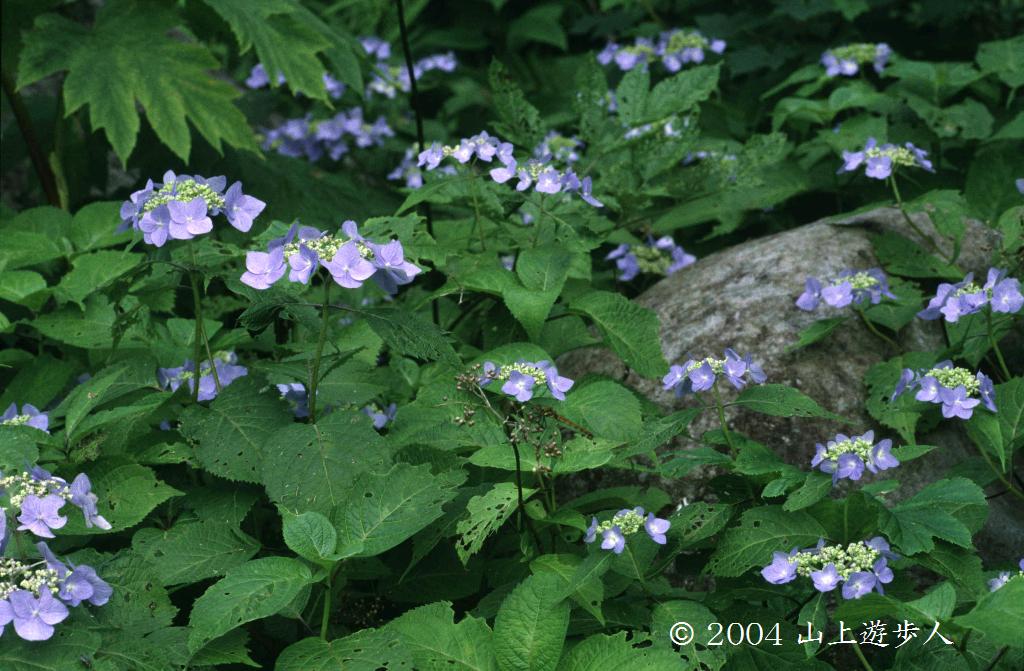 マウスホイールで拡大