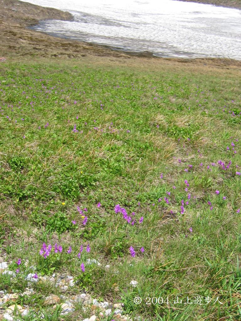 マウスホイールで拡大