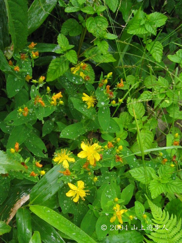 マウスホイールで拡大