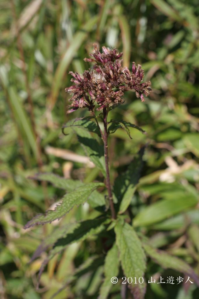 マウスホイールで拡大