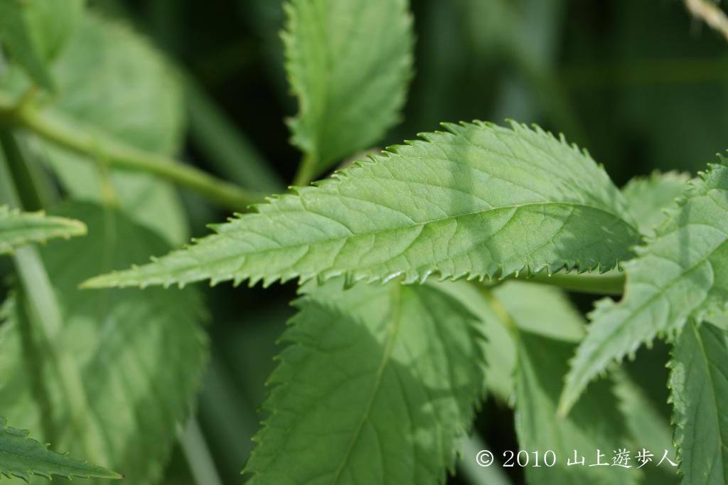 マウスホイールで拡大