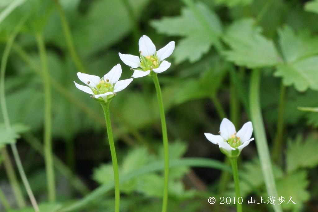 マウスホイールで拡大