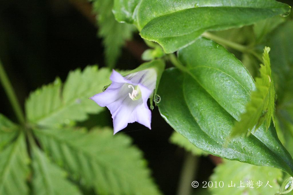 マウスホイールで拡大