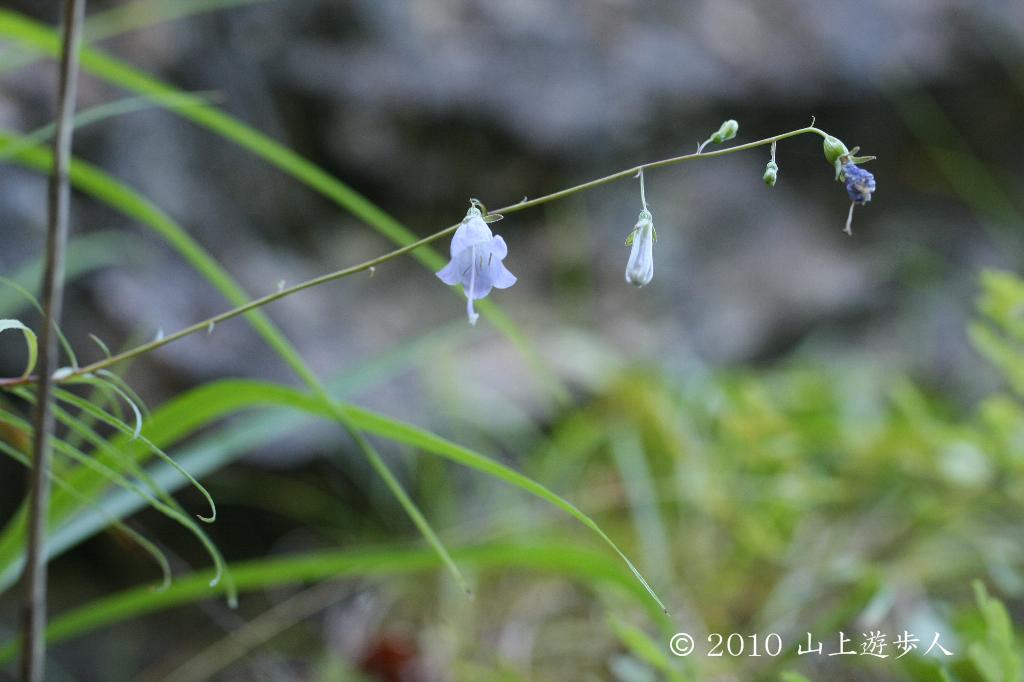 マウスホイールで拡大