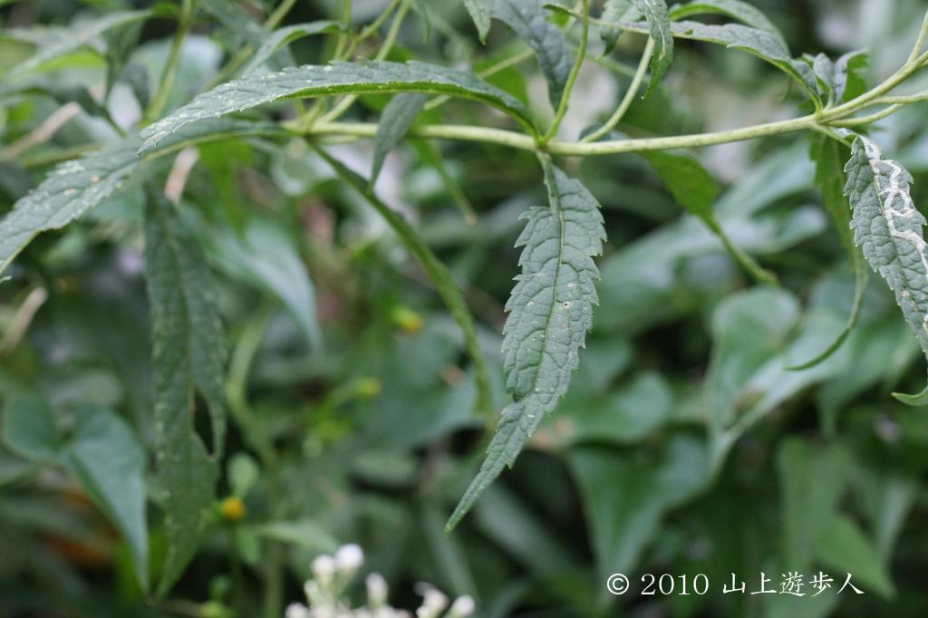 マウスホイールで拡大