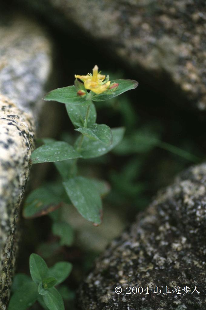 マウスホイールで拡大