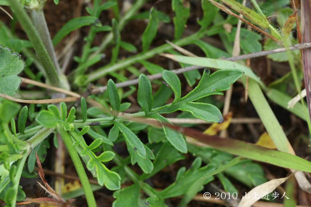 マウスホイールで拡大