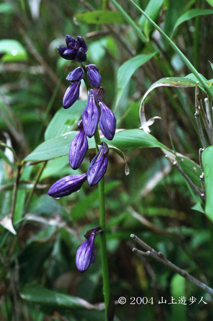 マウスホイールで拡大