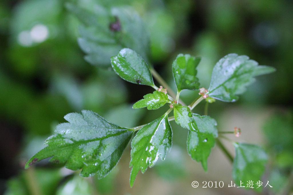 マウスホイールで拡大