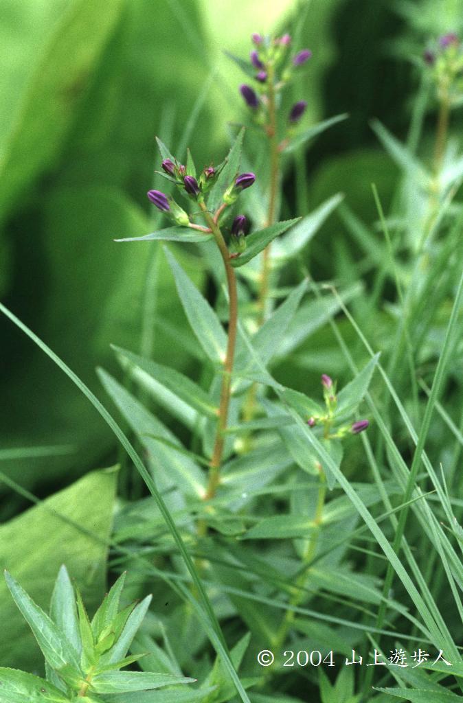 マウスホイールで拡大