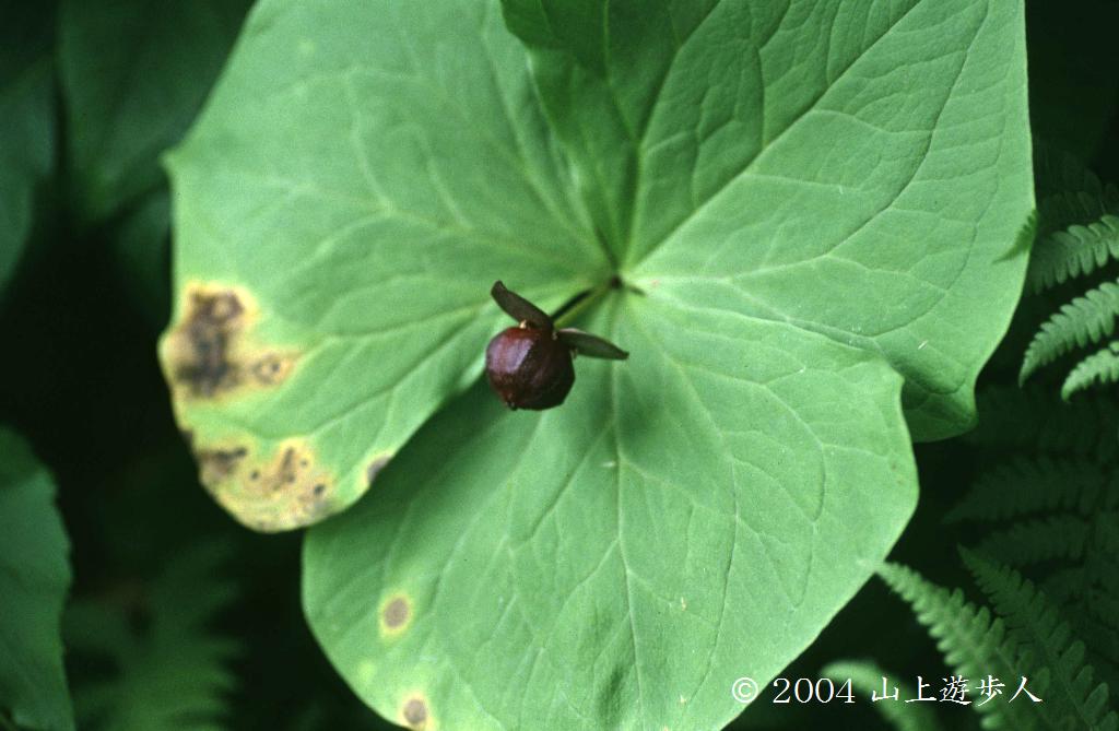 マウスホイールで拡大