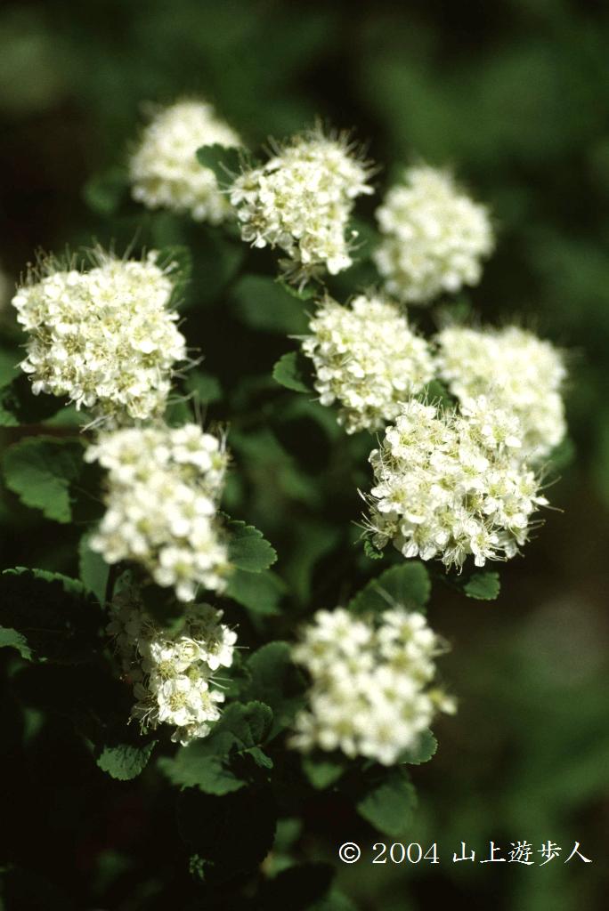 マウスホイールで拡大