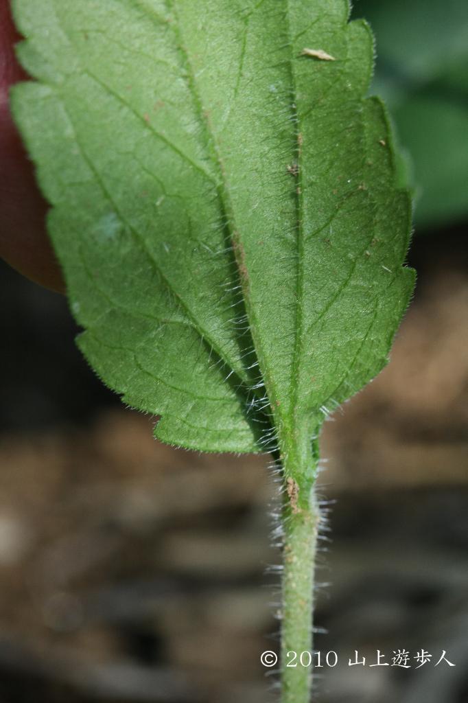 マウスホイールで拡大