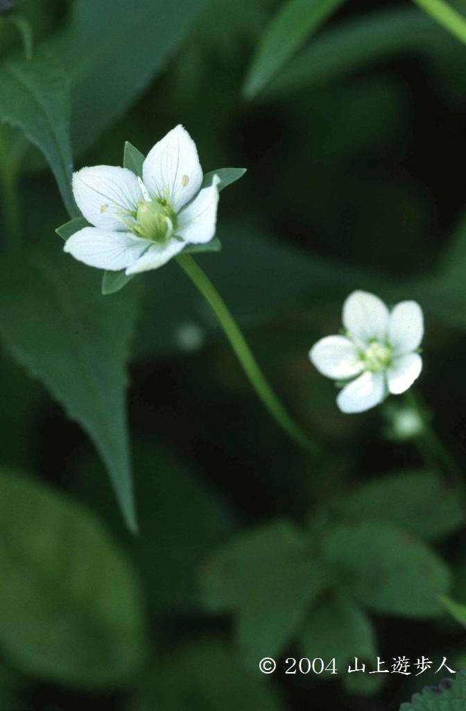 マウスホイールで拡大